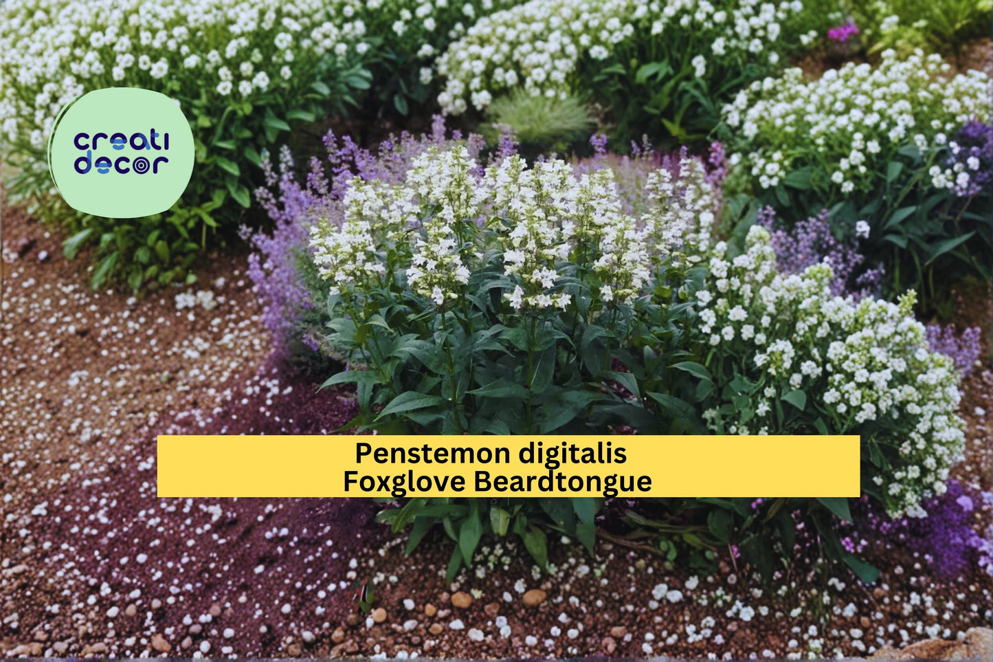 Foxglove Beardtongue Seeds Penstemon digitalis 100 Count Native White Wildflower Garden Plant Seeds