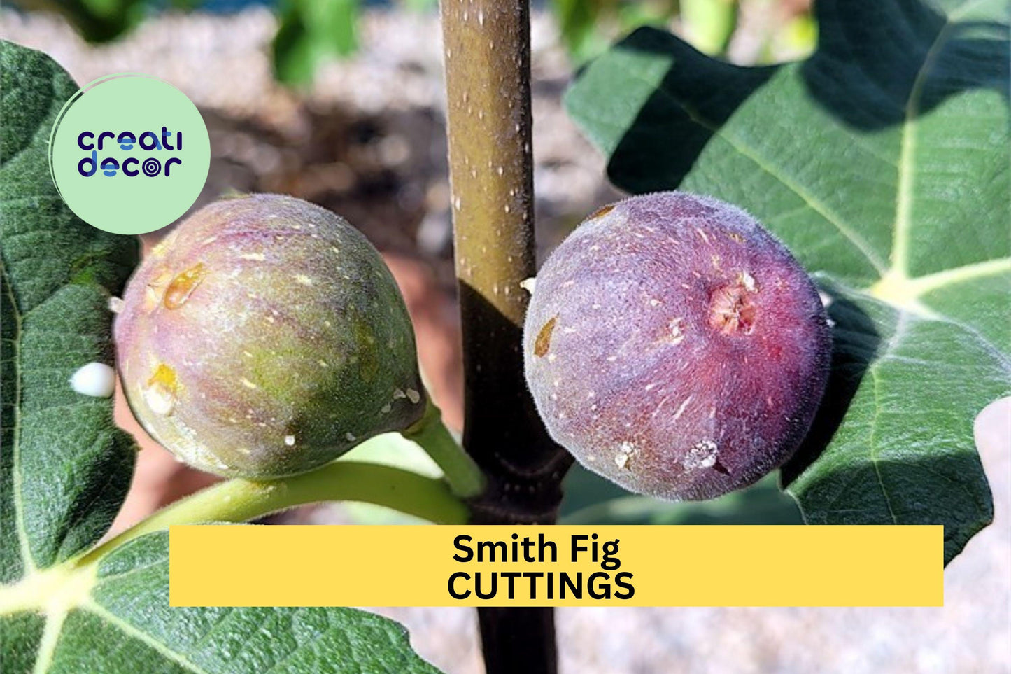 5 Smith Fig Cuttings + FREE Willow Water – Unrooted Hardwood for Propagation, Sweet Heirloom Variety for Home Orchards – USA