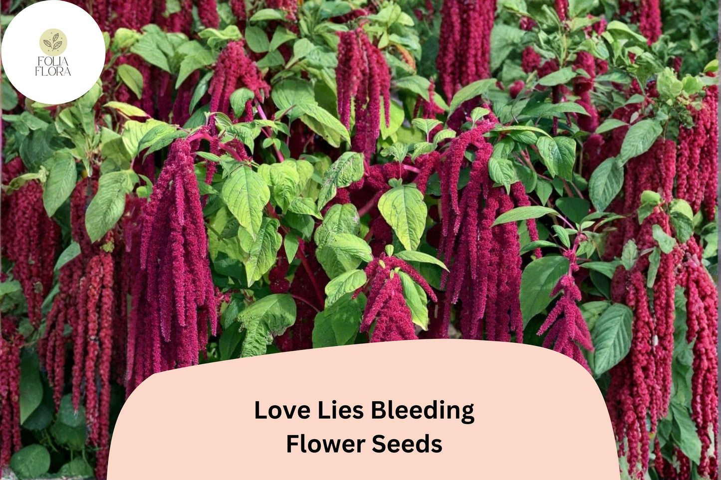 Love Lies Bleeding Seeds – 100 Amaranthus caudatus | Ornamental Trailing Red Flower