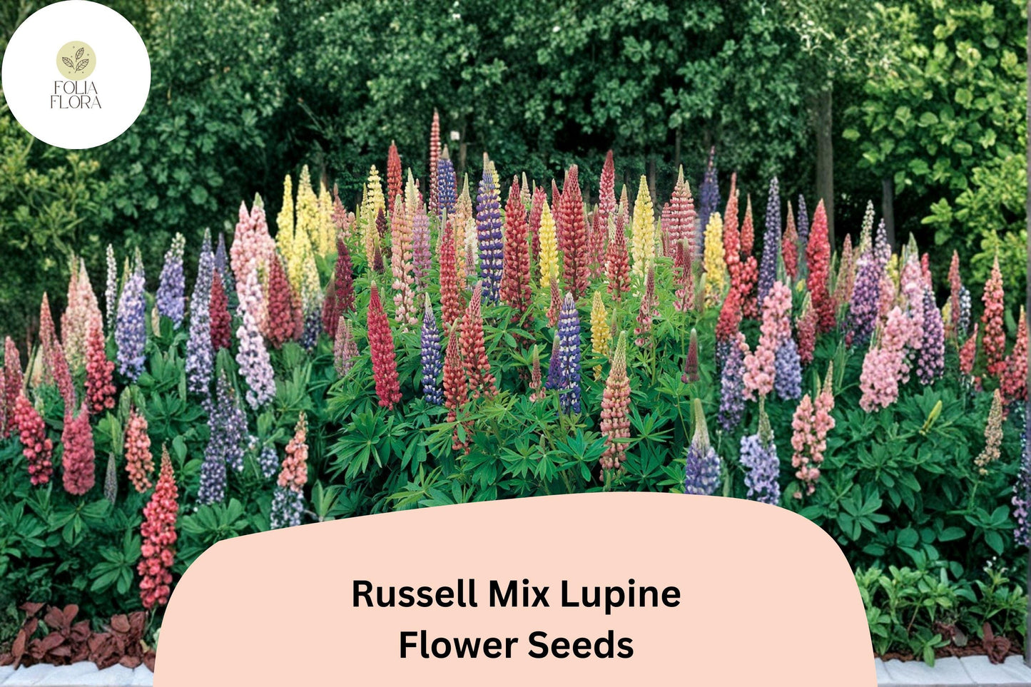 25+ Russell Mix Lupine Seeds | Lupinus Russell Hybrids | Tall Spiked Blooms for Garden Planting