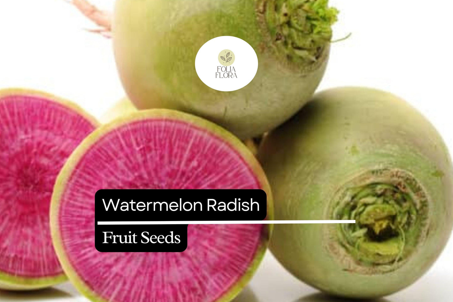 500+ Watermelon Radish Seeds – Heirloom Red Meat Radish for Garden Planting