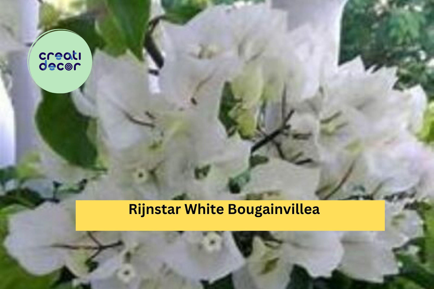Rijnstar White Bougainvillea | Live Rooted Starter Plug Plant | Tropical Flowering Vine with White Bracts for Trellis or Containers