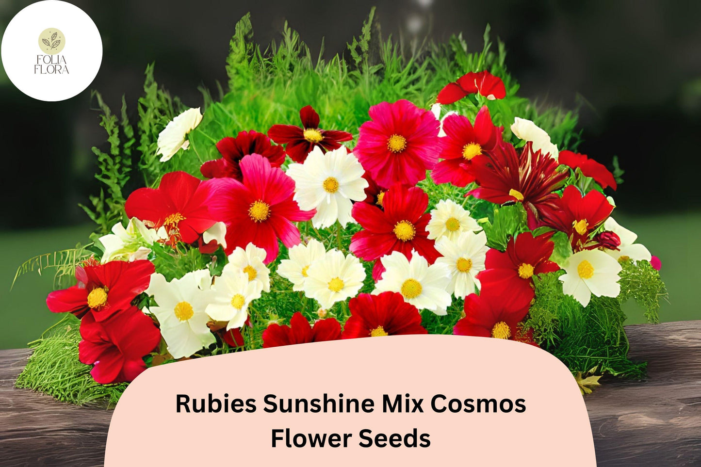200+ Rubies Sunshine Mix Cosmos Seeds | Cosmos Bipinnatus Red Yellow Pink Blooms | Annual Garden Flower Seeds for Planting