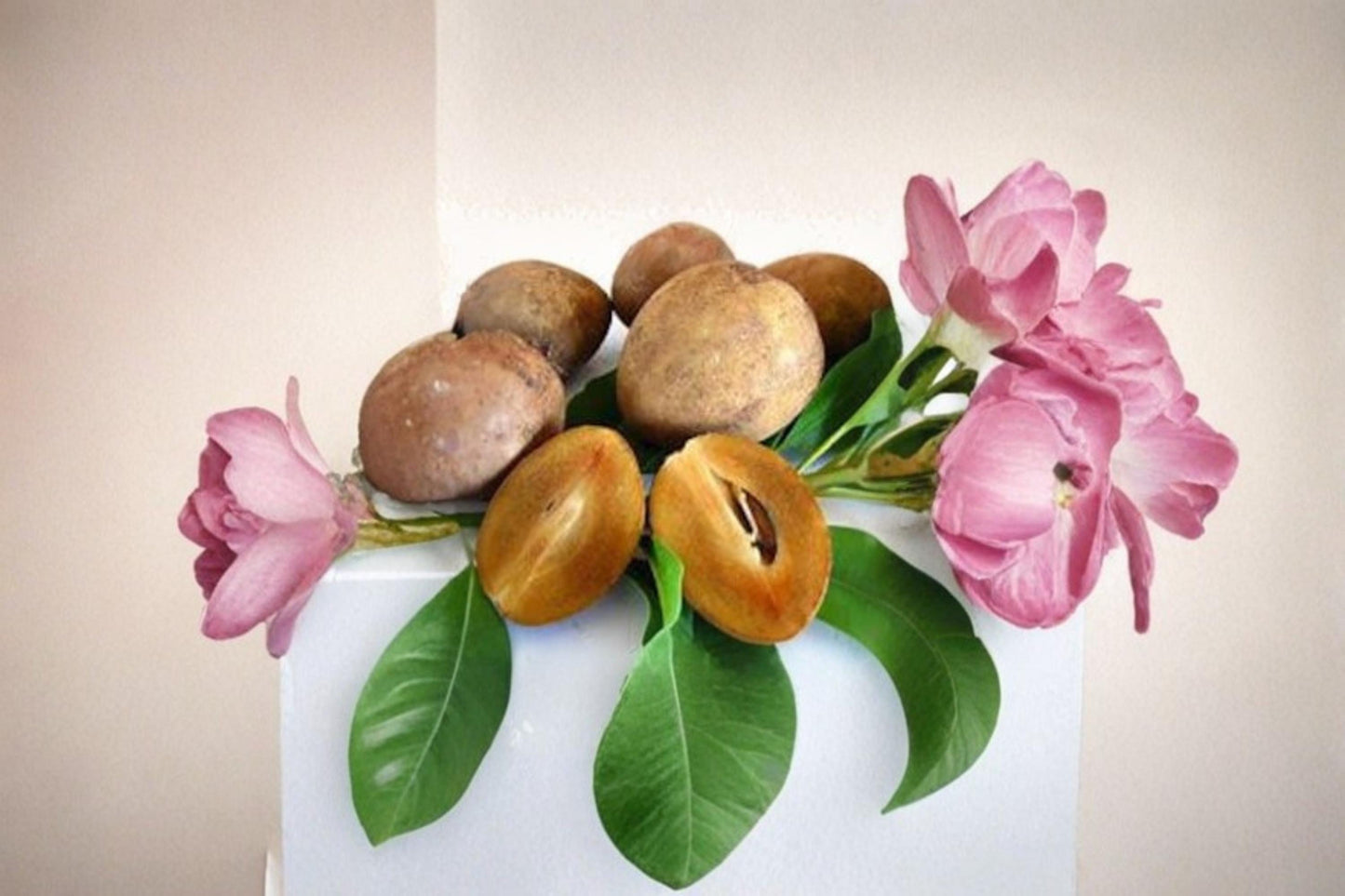 Silas Wood Sapodilla 5 Scions 6-7 Inch (Manilkara zapota) Cuttings
