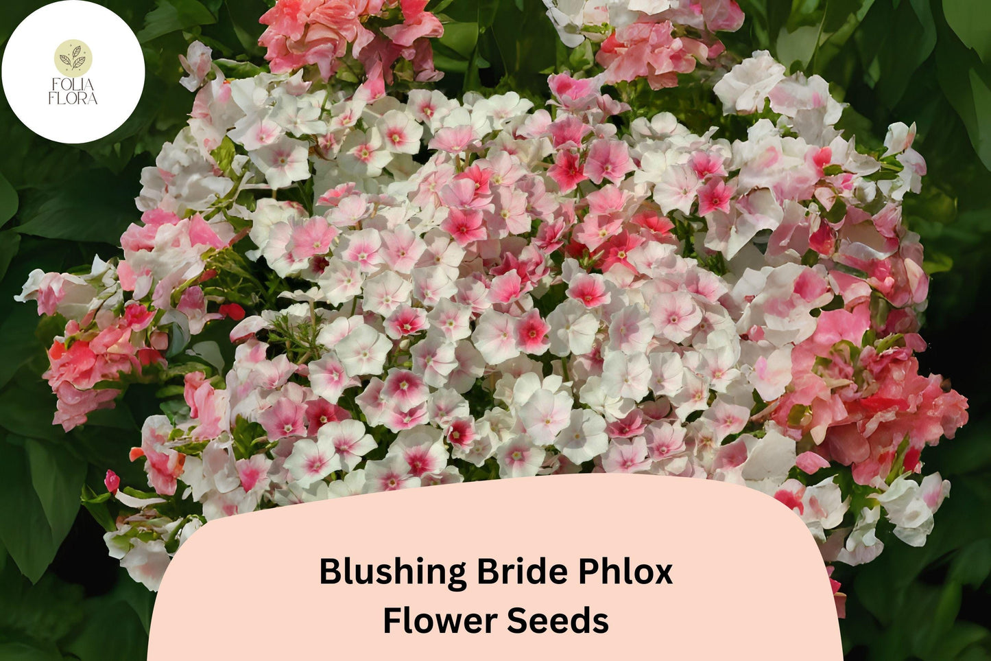 100+ Blushing Bride Phlox Seeds – Phlox paniculata, Soft Pink Perennial Garden Flowers