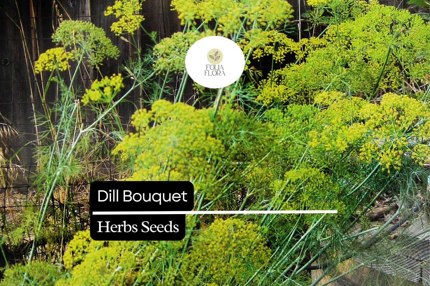 500 Seeds Bouquet Dill, Anethum graveolens, Aromatic Herb for Culinary and Garden Use