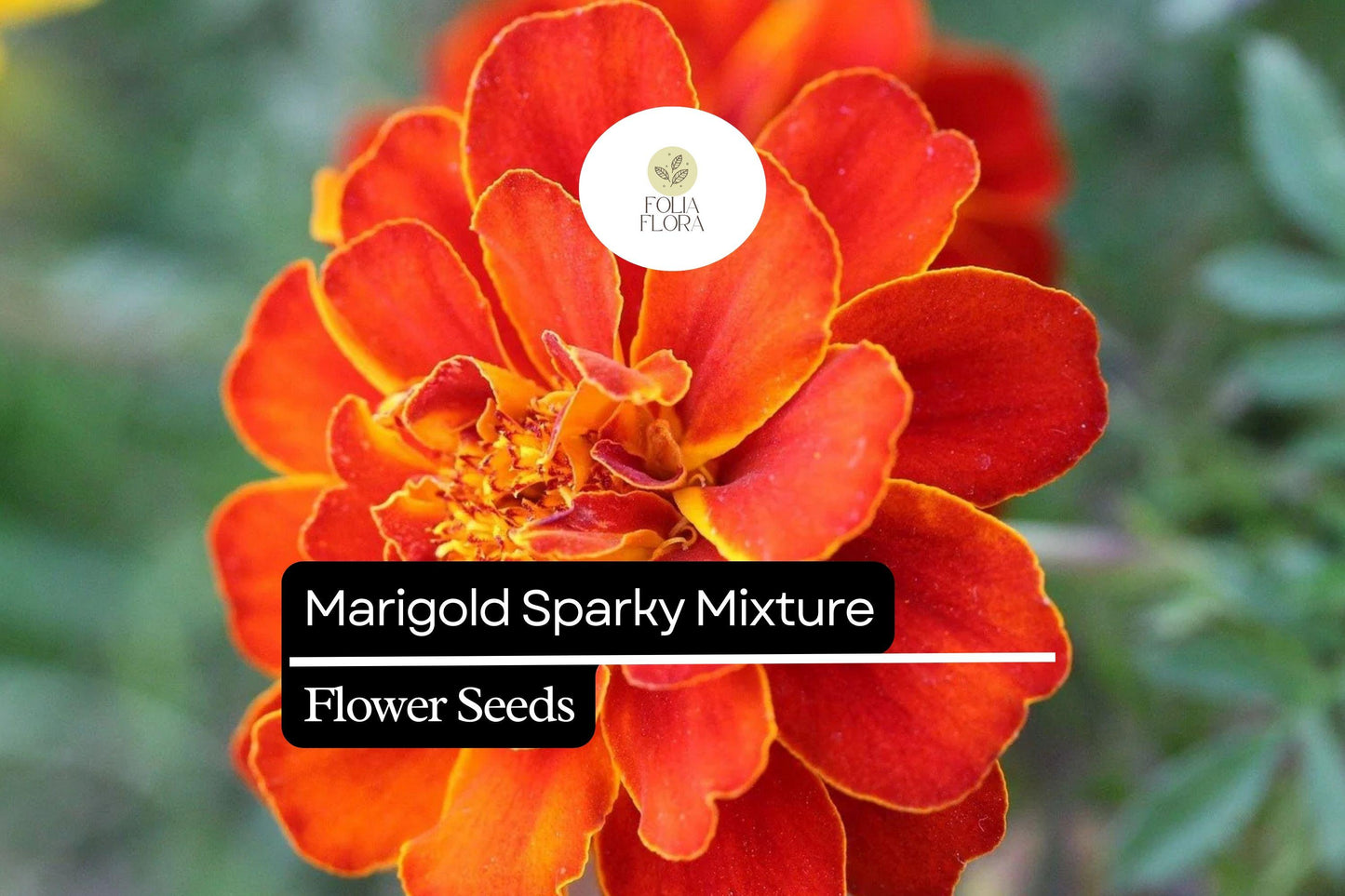 Sparky Mixture Marigold, Tagetes Patula, Vibrant French Marigold Blend for Gardens and Borders