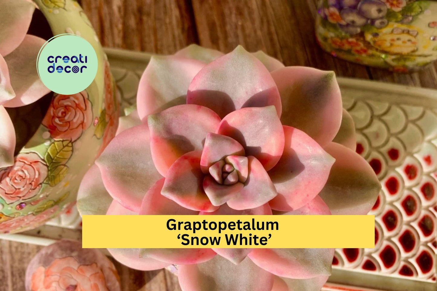 Graptopetalum ‘Snow White’ Variegated Succulent | Live Bare Root Plant | Easy Care Indoor or Outdoor Gift