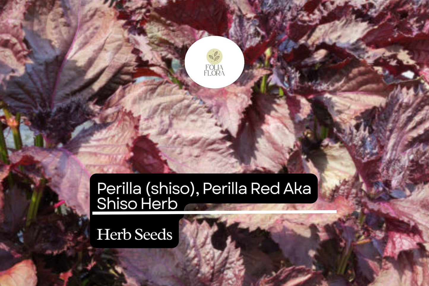500mg Perilla Red Aka Shiso Seeds Perilla frutescens | Aromatic Herb, Non-GMO, Asian Cuisine, Red Leaves, Wraps, Garnishes & Pickling