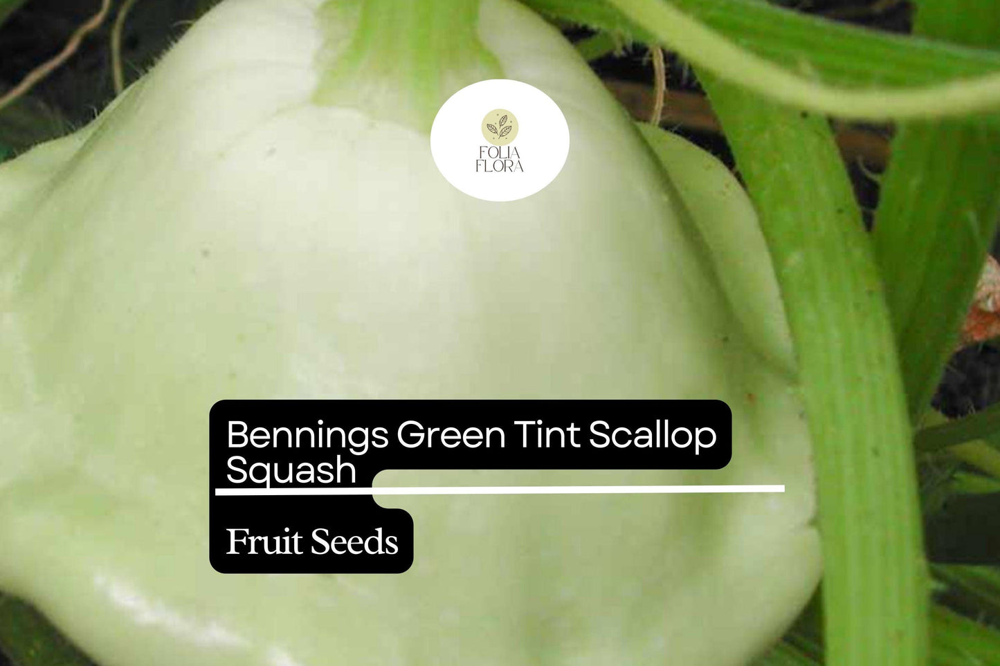 15 Seeds Bennings Green Tint Scallop Squash (Cucurbita pepo) – Heirloom Pattypan Squash with Tender Flavor