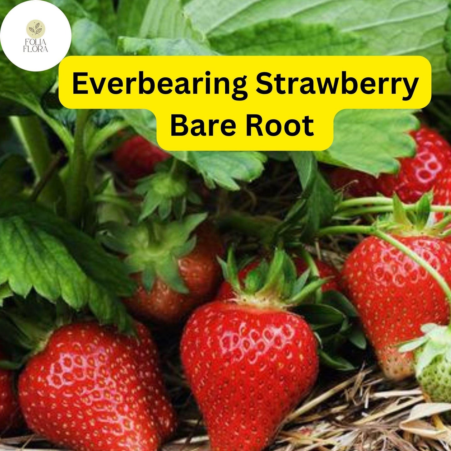 Everbearing Albion Strawberry Plants | 10 Bare Root Pack | Zones 4-9