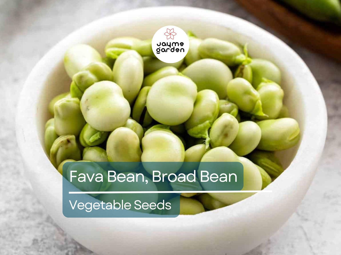 Fava Bean 5 Gram Seeds - Heirloom Non-GMO Broad Beans for Planting - High-Yield, Protein-Rich Beans for Garden Beds & Raised Beds