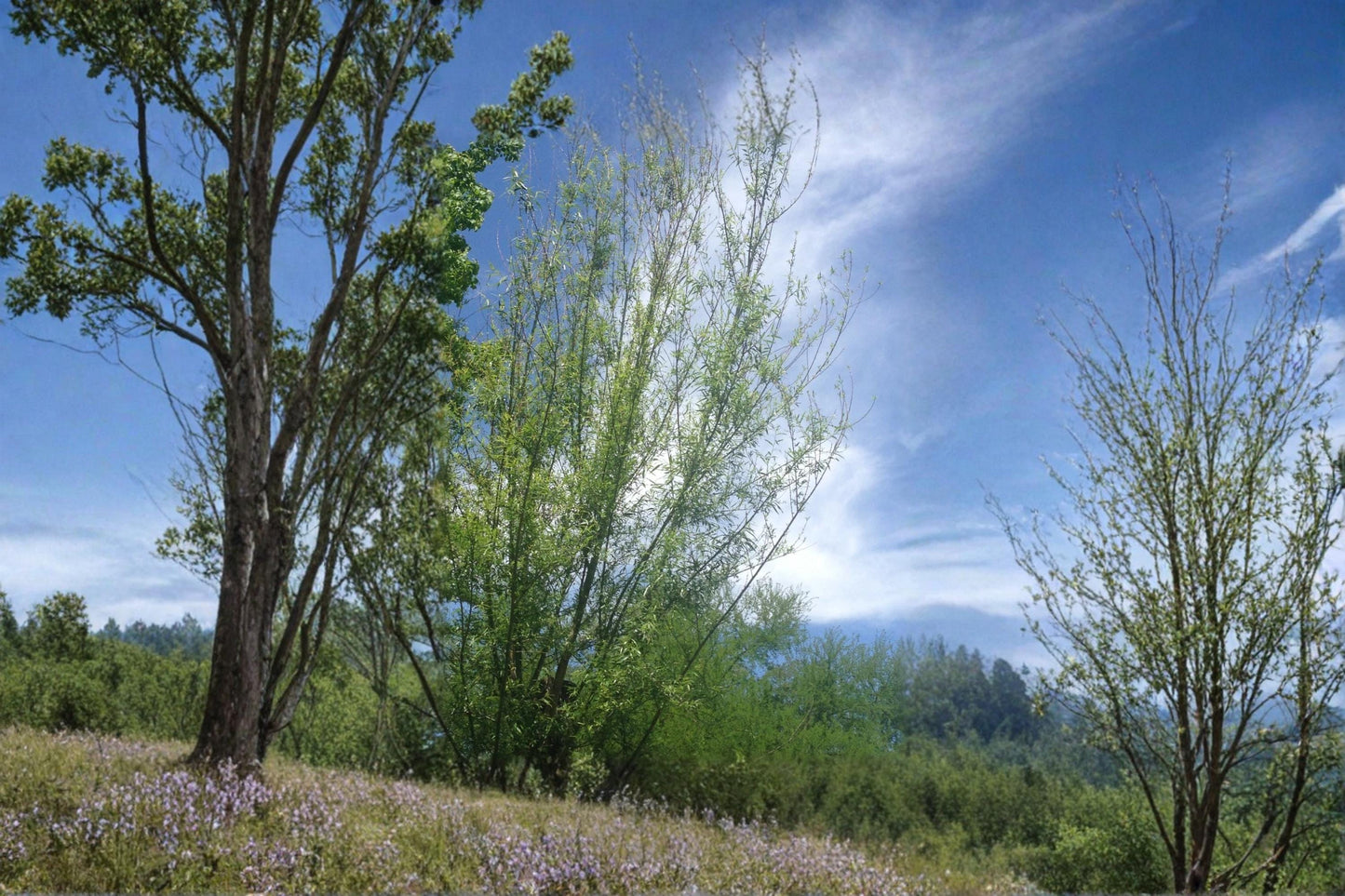 Willow Tree 18 Cuttings 5-8" Unrooted (Salix spp.) Live Stems for Planting