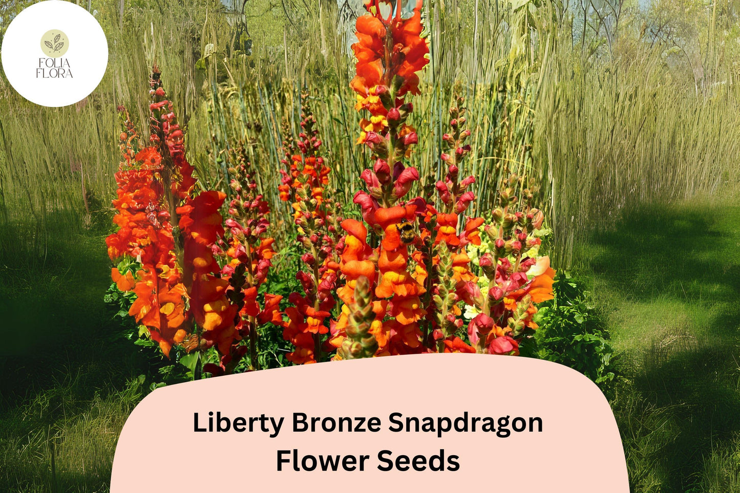 Antirrhinum majus Liberty Bronze Snapdragon Seeds – 1000+ Warm-Toned Blooms for Garden & Cut Flowers