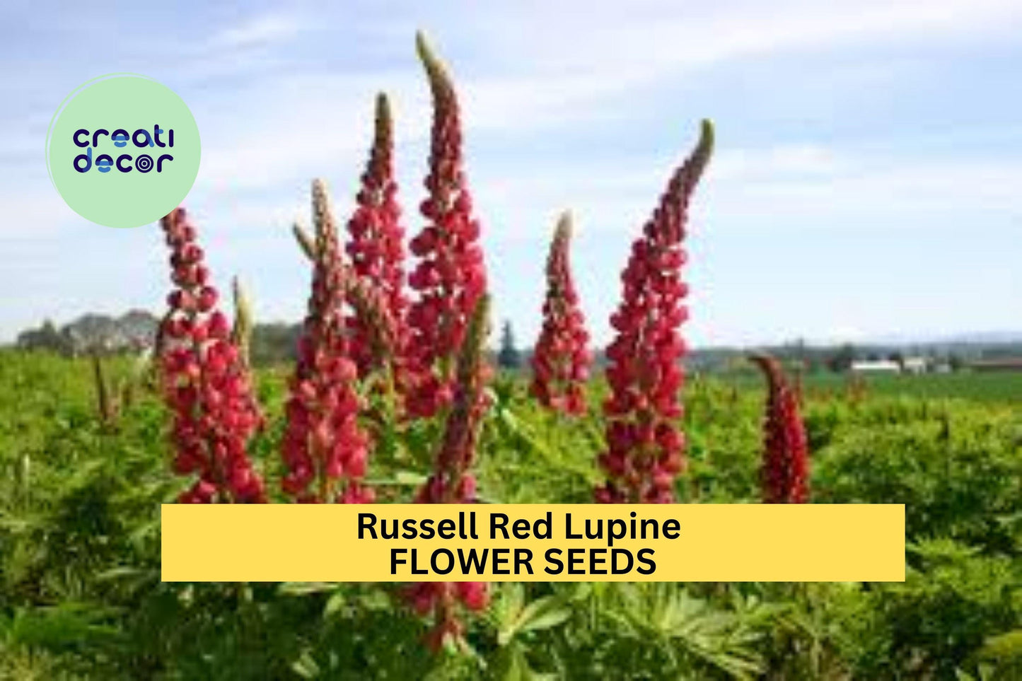 25+ Russell Red Lupine Seeds – Bold Scarlet Flower Spikes for Garden Planting, Pollinator-Friendly Perennials for Borders – USA