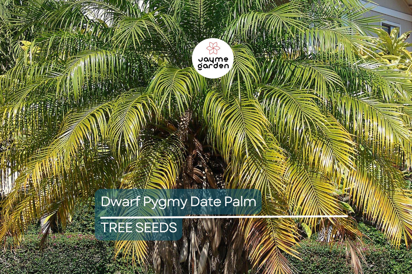 10 Dwarf Pygmy Date Palm Seeds – Phoenix roebelinii, Indoor Houseplant, 6 ft Tall, Subtropical Palm, Great for Containers & Landscaping