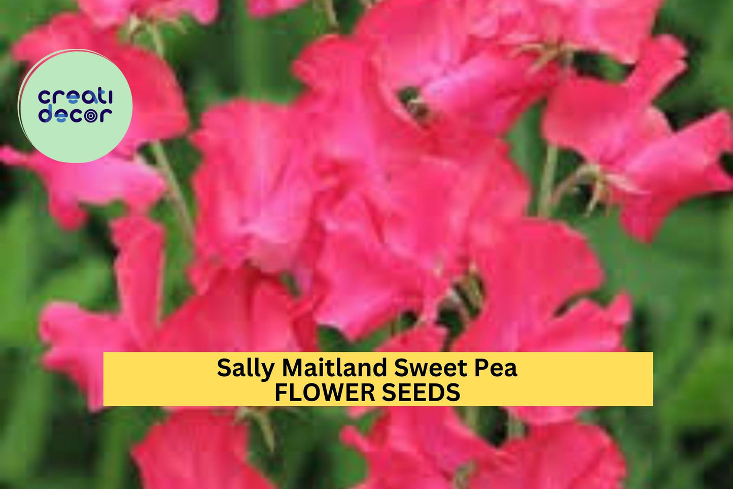 50+ Sally Maitland Sweet Pea Seeds – Soft Blush-Pink Fragrant Blooms for Garden Planting, Climbing Vines for Trellises – USA