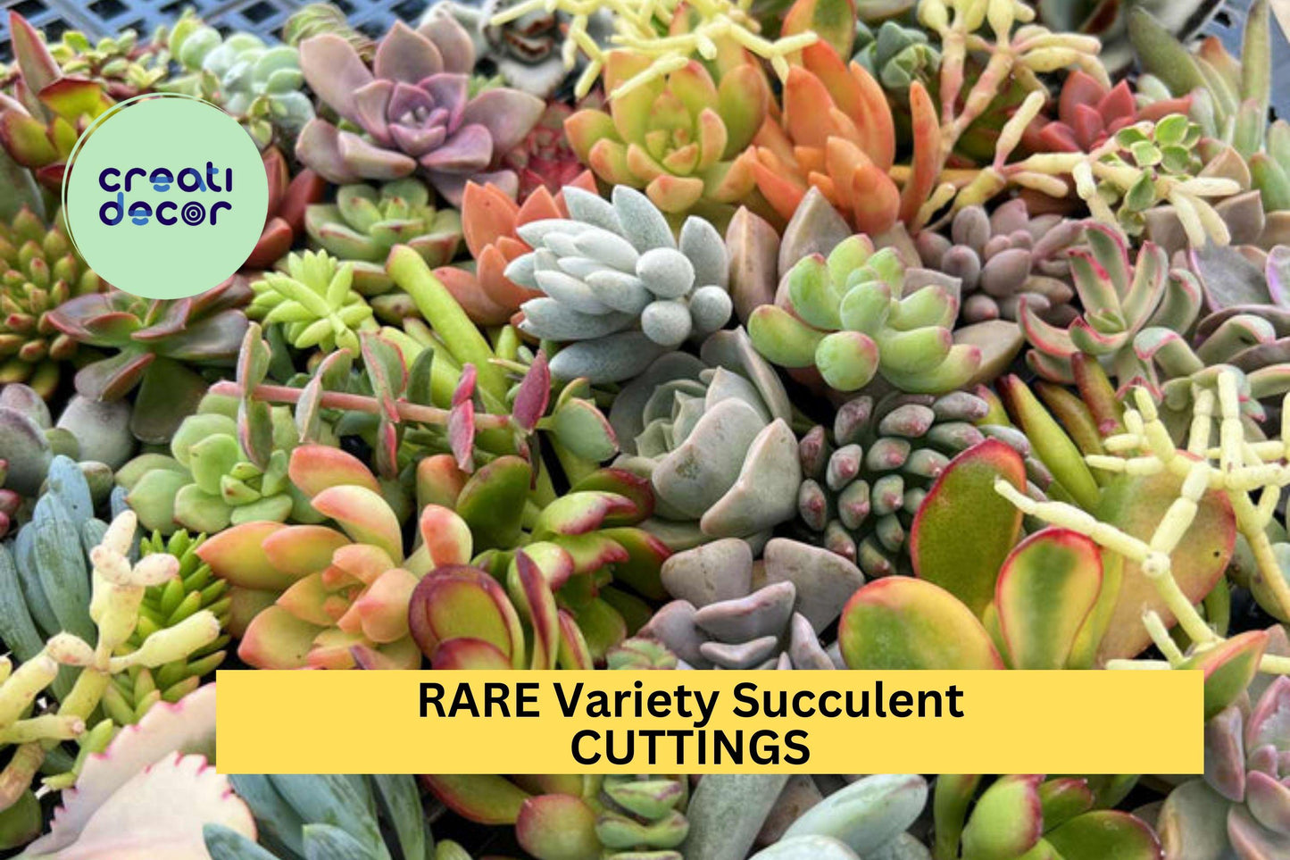 25 Rare Succulent Cuttings – Beautiful Mix of Unique Varieties for Containers, Gifts, or Garden Displays – Easy to Root – USA