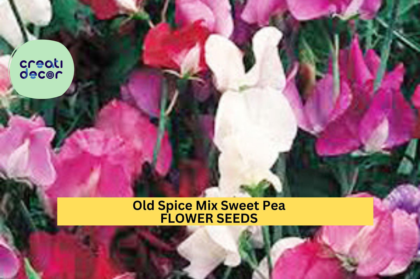 50+ Old Spice Mix Sweet Pea Seeds – Fragrant Heirloom Blooms for Garden Planting, Climbing Vines for Trellises & Bouquets – USA