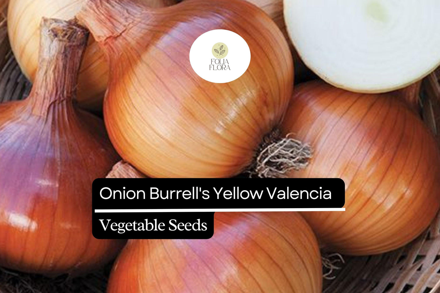 250mg Onion Burrell's Yellow Valencia Seeds Allium cepa | Sweet Globe Onion, Non-GMO, High Yields, Fresh & Storage-Ready Variety