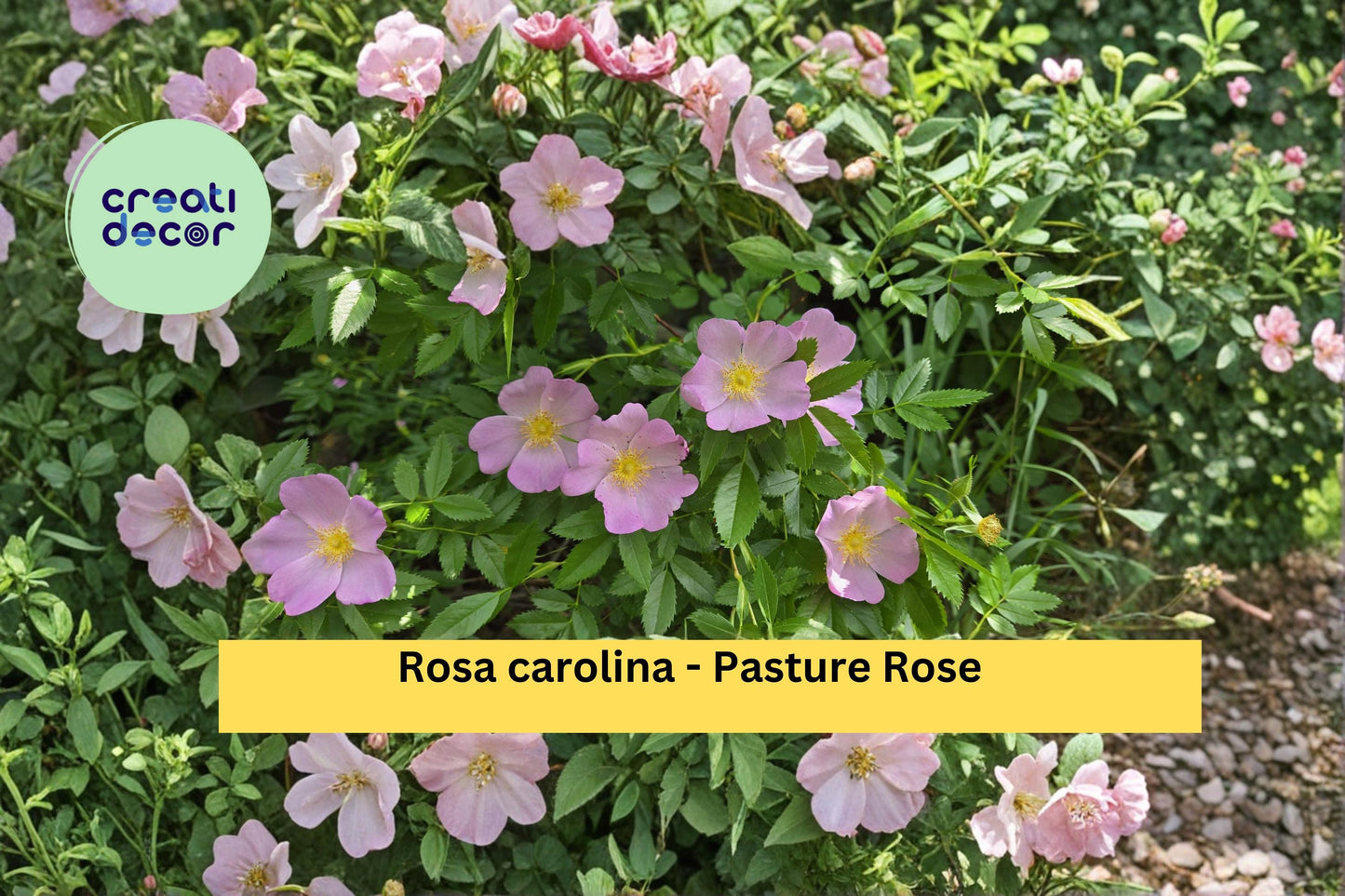 Pasture Rose Seeds Rosa carolina 10 Count Native Pink Wild Rose Garden Shrub Plant Seeds