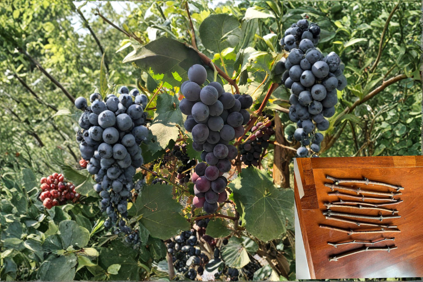 Kyoho Grape 10 Cuttings 12" (Vitis vinifera) Japanese Giant Grape Vine