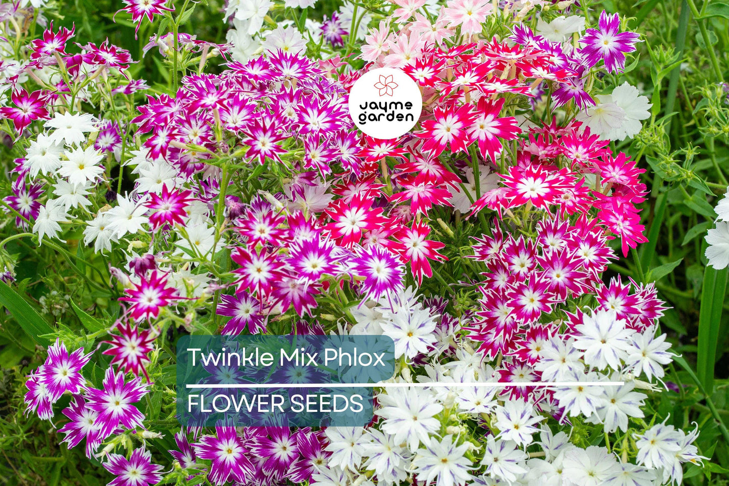 50+ Twinkle Mix Phlox Seeds - 10" Star-Shaped Flowers, Annual USA Seller