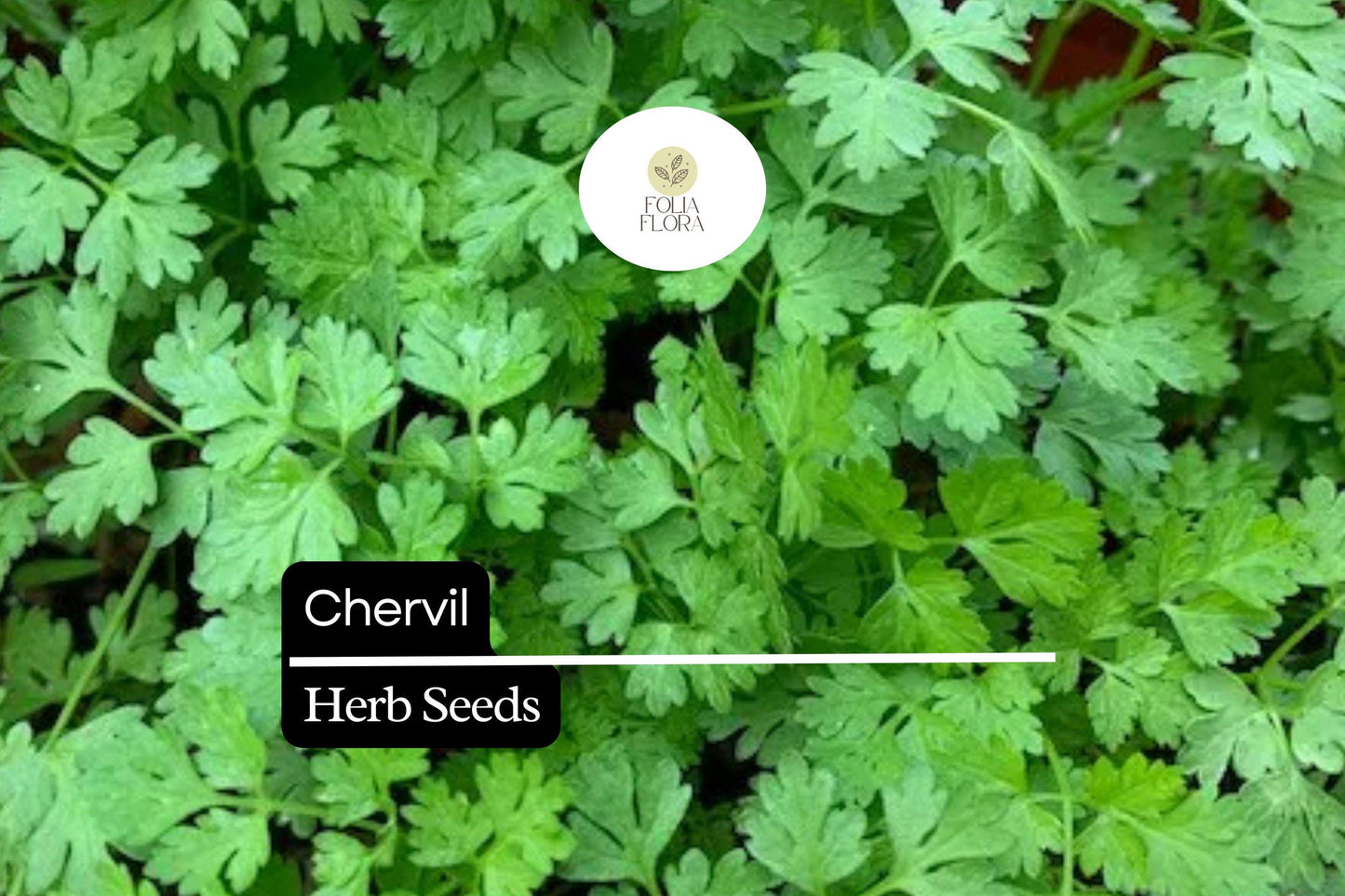400 Seeds Chervil (Anthriscus cerefolium) – Aromatic Herb for Cooking and Garnishing