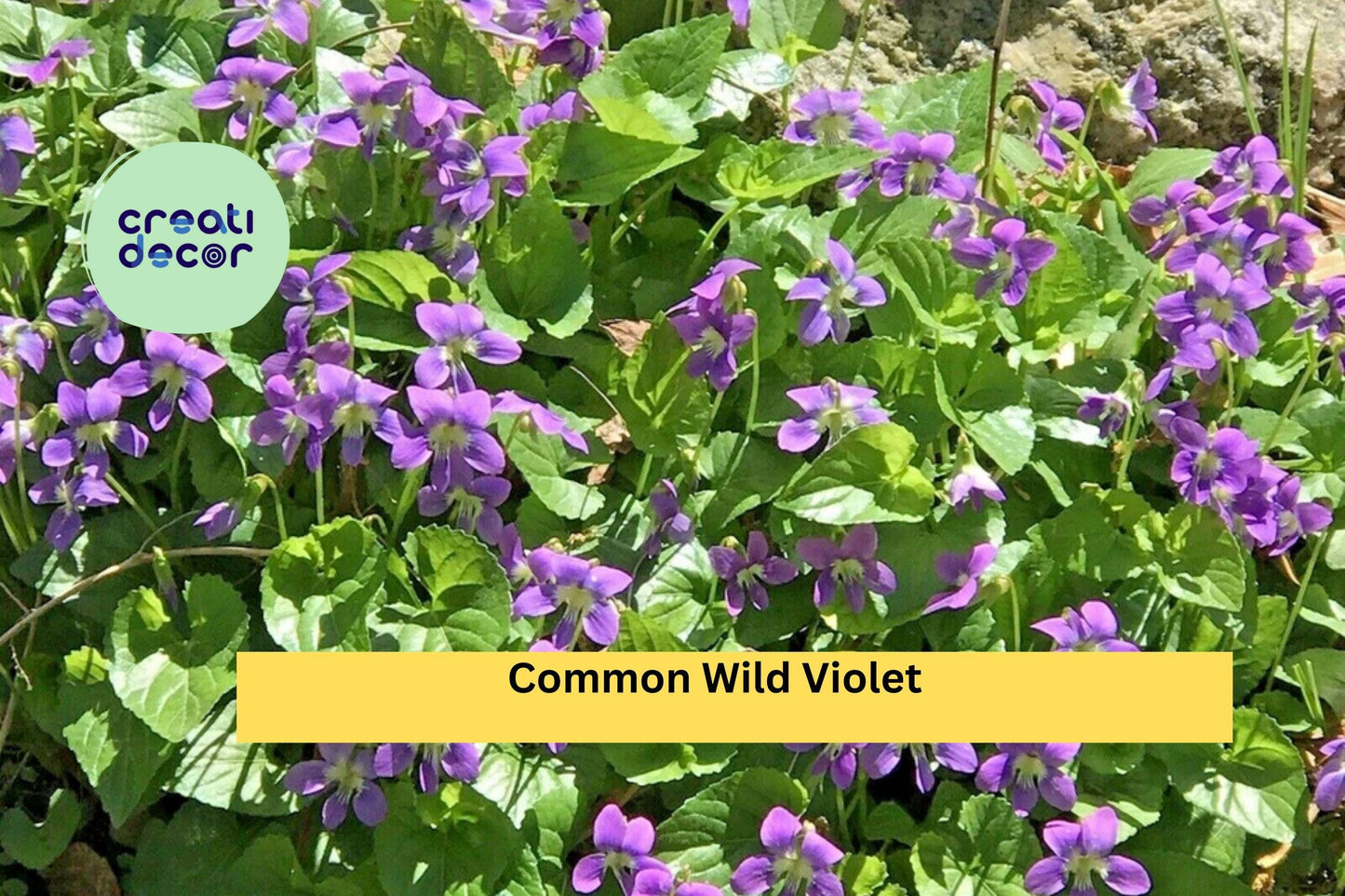 25 Live Starter Plants - Purple Violets , Bare Root Perennial Flowers for Garden Beds, Borders, and Ground Cover with Seasonal Blooms