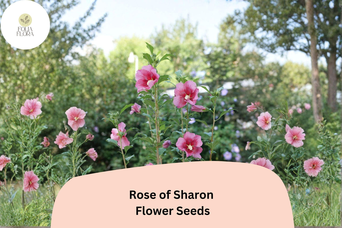 Rose of Sharon Seeds – 10 Hibiscus syriacus | Shrub Althea Hardy Hibiscus