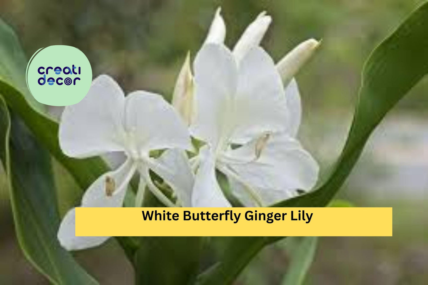 White Butterfly Ginger Lily – Hedychium coronarium, Fully Rooted Live Plant, Fragrant Tropical Perennial Flower for Garden or Container
