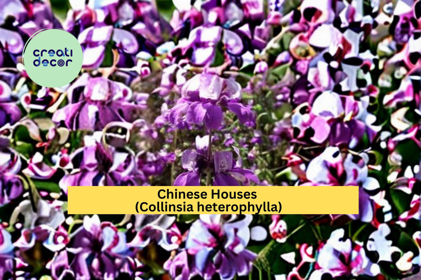 Chinese Houses Seeds Collinsia heterophylla 100 Count Colorful Spring Wildflower Garden Plant Seeds