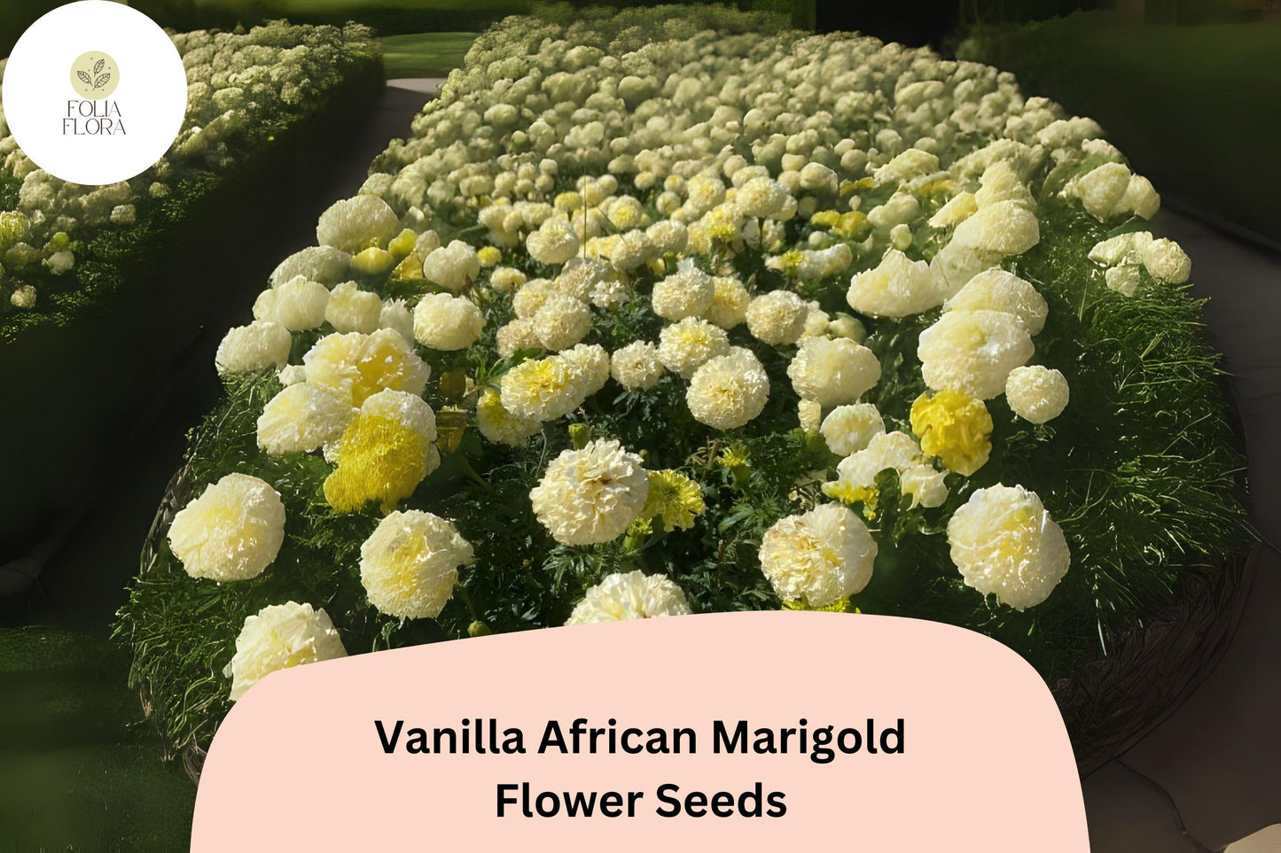 25+ Vanilla African Marigold Seeds | Tagetes erecta | Creamy White Blooms | Tall Summer Annual for Borders, Beds & Cut Flowers
