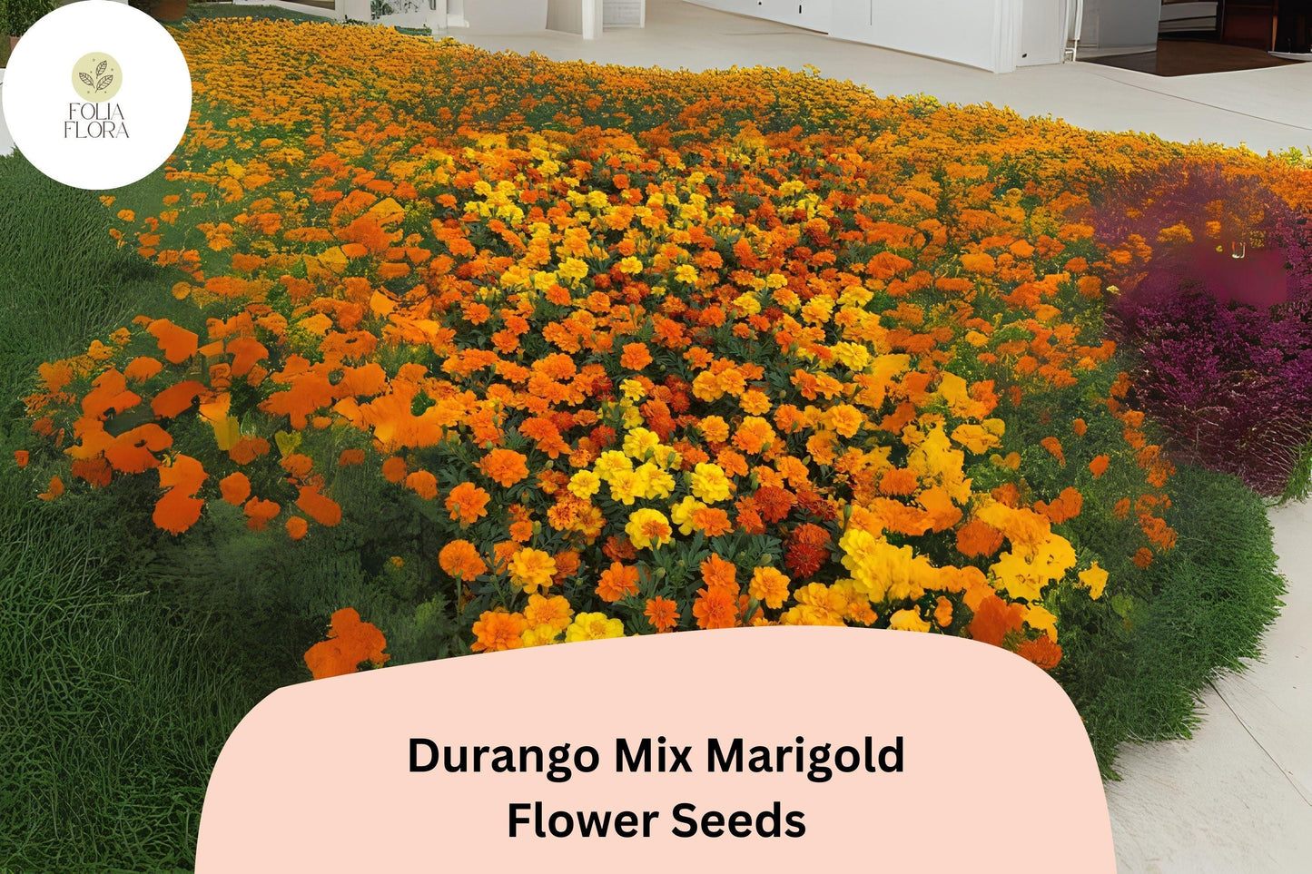 25+ Durango Mix Marigold Seeds | Tagetes patula | French Marigold Blend | Vibrant Orange, Yellow & Red Blooms for Garden and Pots