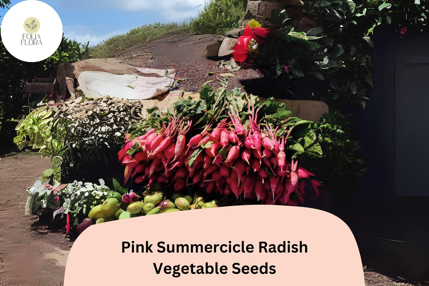 500+ Pink Summercicle Radish Seeds – Heirloom Long Pink Radish Seeds for Garden Planting