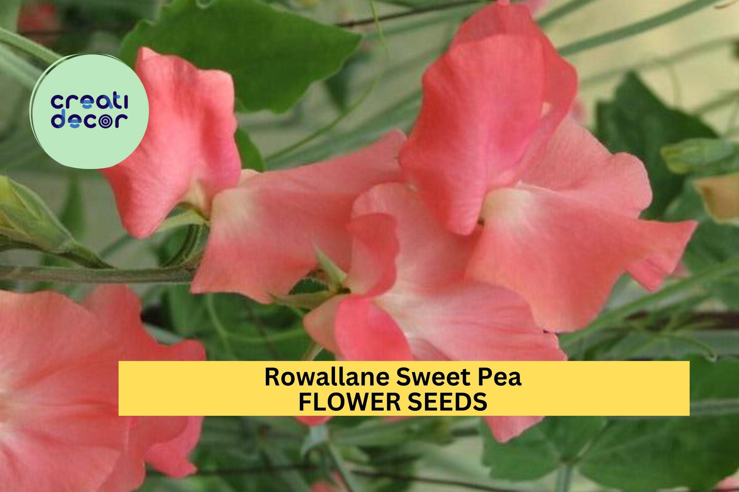 50+ Rowallane Sweet Pea Seeds – Rich Magenta-Violet Fragrant Blooms for Garden Planting, Climbing Vines for Trellises – USA