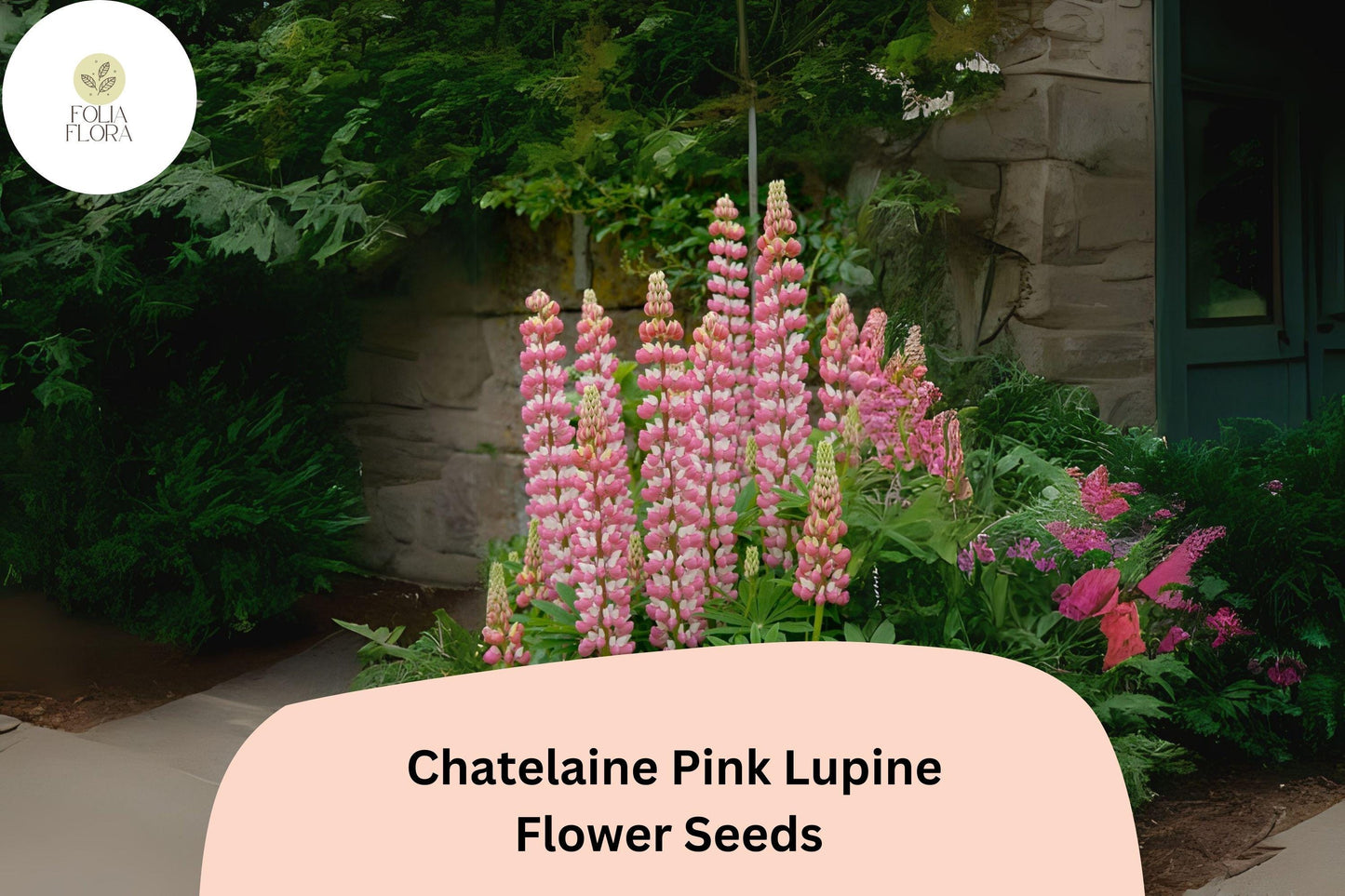 Lupinus ‘Chatelaine Pink’ Lupine Seeds – 25+ Elegant Pink Blooms for Pollinator Gardens