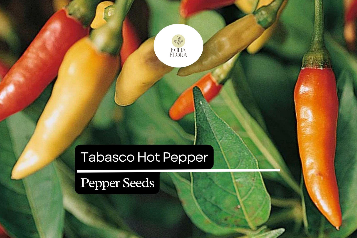30 Seeds Tabasco Pepper (Capsicum frutescens) - Hot Pepper for Spicy Sauces, Garden or Patio Pepper Plant