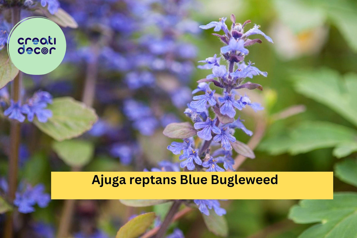 Ajuga reptans Blue Bugleweed – 2 Live Perennial Ground Cover Plants, Hardy Shade-Loving Spreader with Blue Flower Spikes Zones 3–10