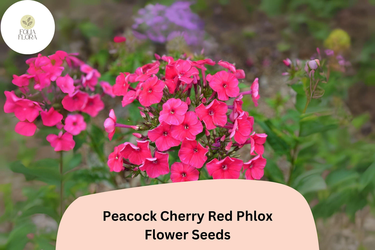 100+ Peacock Cherry Red Phlox Seeds – Bright Red Garden Flowers, Phlox paniculata
