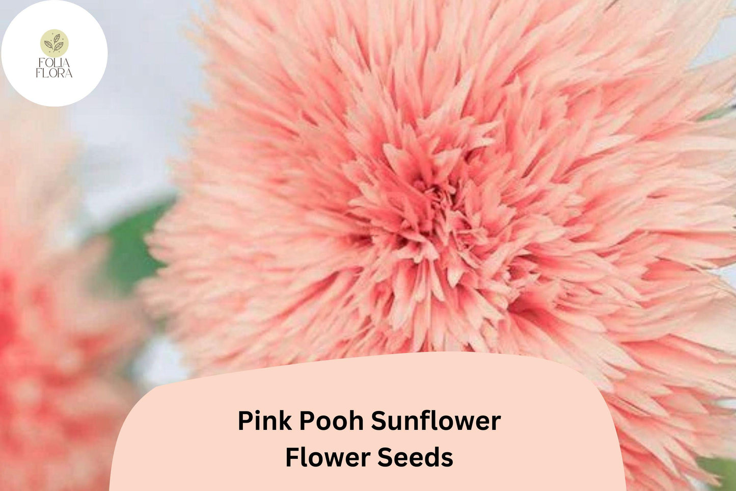50 Pink Pooh Sunflower Seeds | Rare Soft Pink Blooms | Unique Garden Flower | Easy to Grow | Non-GMO | Pollinator-Friendly