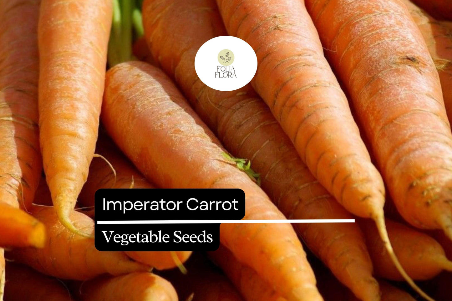 300 Imperator Carrot Seeds – Daucus carota – Heirloom, Long & Sweet, Crisp Texture, Perfect for Juicing