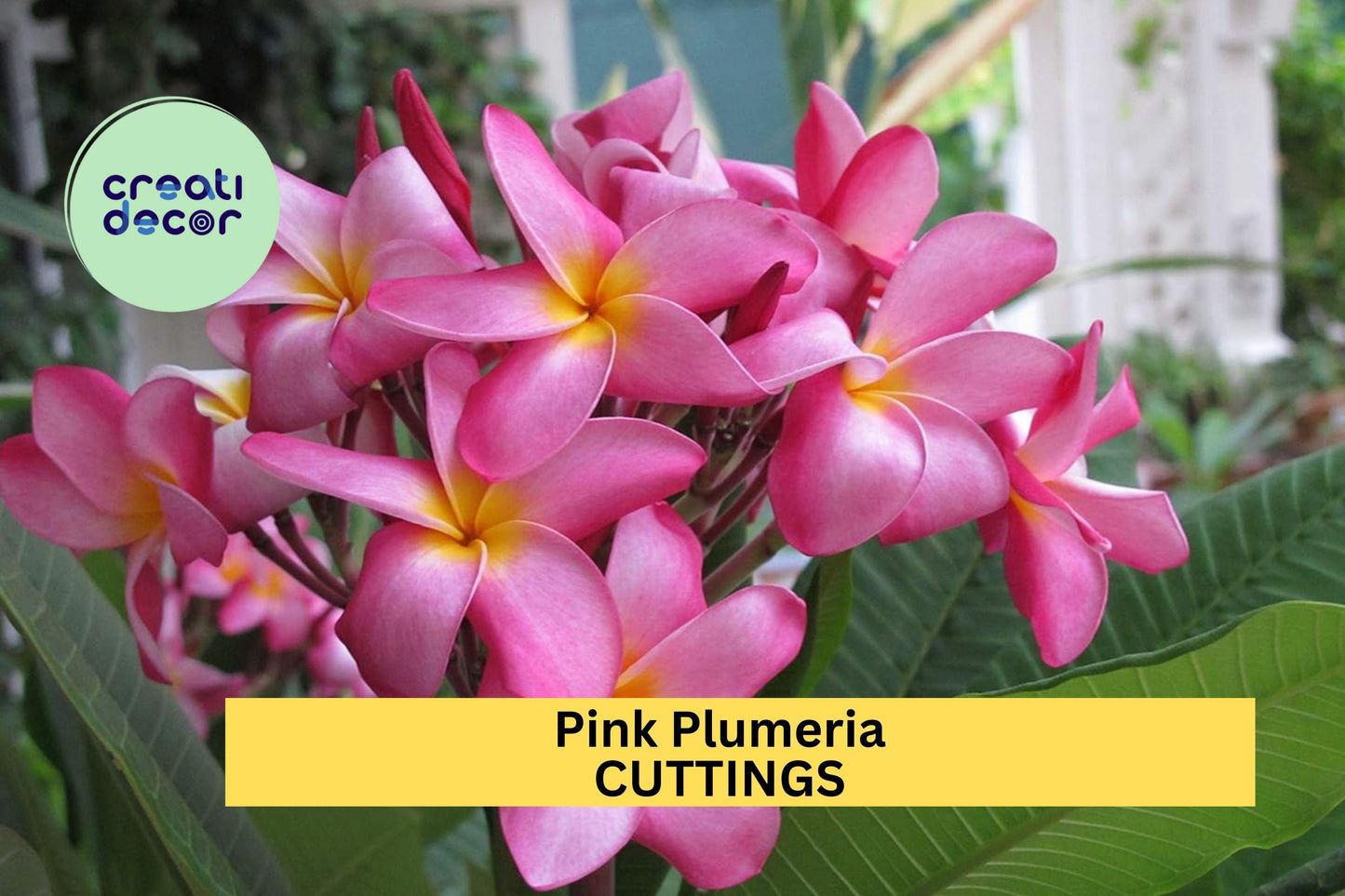 1 Pink Plumeria Cutting – Double Head 10" Fresh Starter Stem with Fragrant Tropical Blooms – Great for Garden or Pot – USA