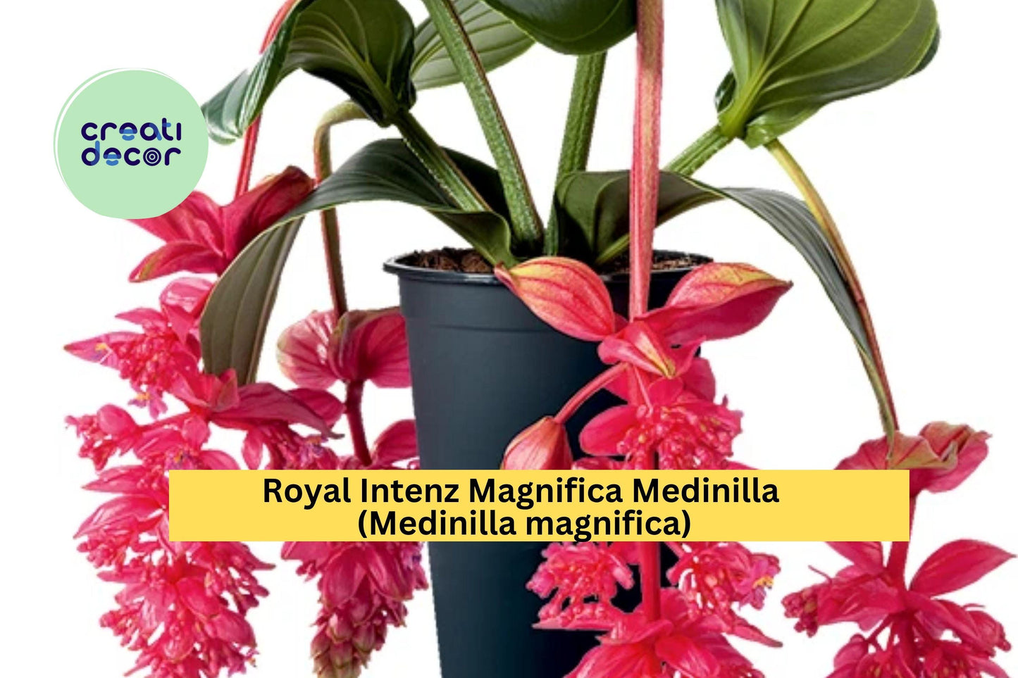 Royal Intenz Magnifica Medinilla | Medinilla magnifica | Live Well Rooted Starter Tropical Plant