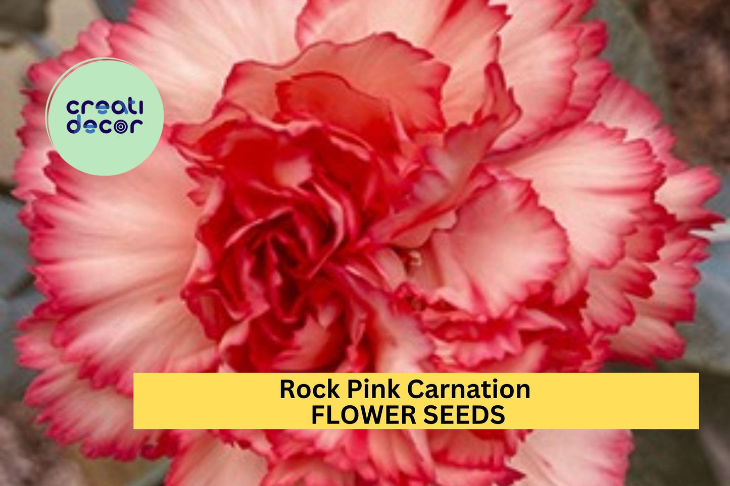 200+ Rock Pink Carnation Seeds – Bright Pink Ruffled Blooms for Garden Planting, Fragrant Flowers for Borders & Bouquets – USA