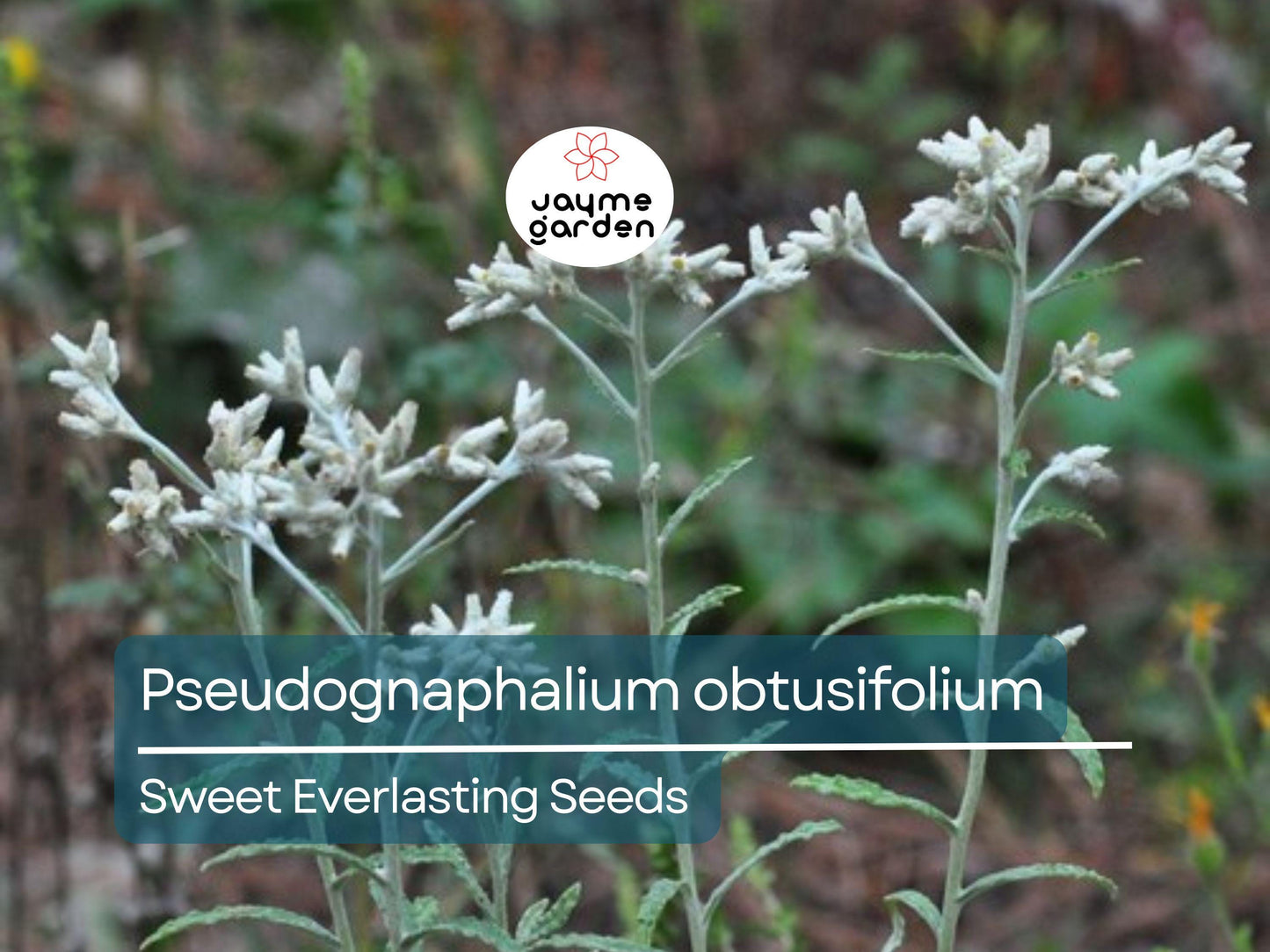 500 Seeds Pseudognaphalium Obtusifolium | Sweet Everlasting for Planting | Native Perennial Wildflower Pollinator Friendly Drought Tolerant
