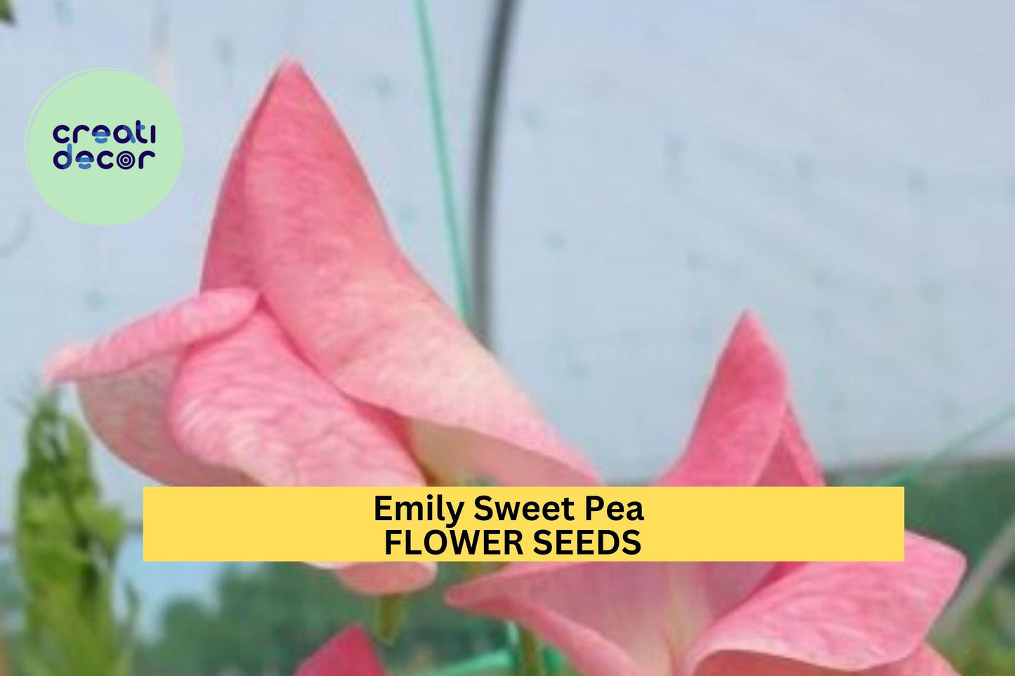 50+ Emily Sweet Pea Seeds – Soft Lavender Fragrant Blooms for Garden Planting, Climbing Vines for Trellises & Bouquets – USA