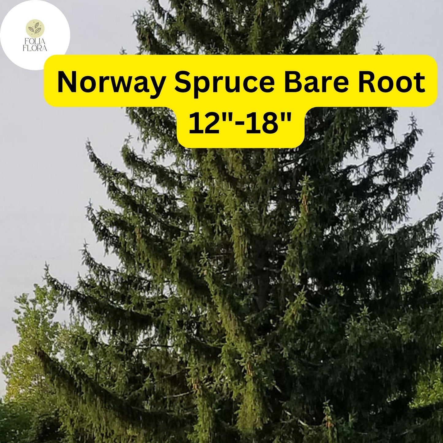 1 Live Bare Root Plant Norway Spruce Tree, Picea abies, 12"-18", Hardy Evergreen for Privacy & Landscaping
