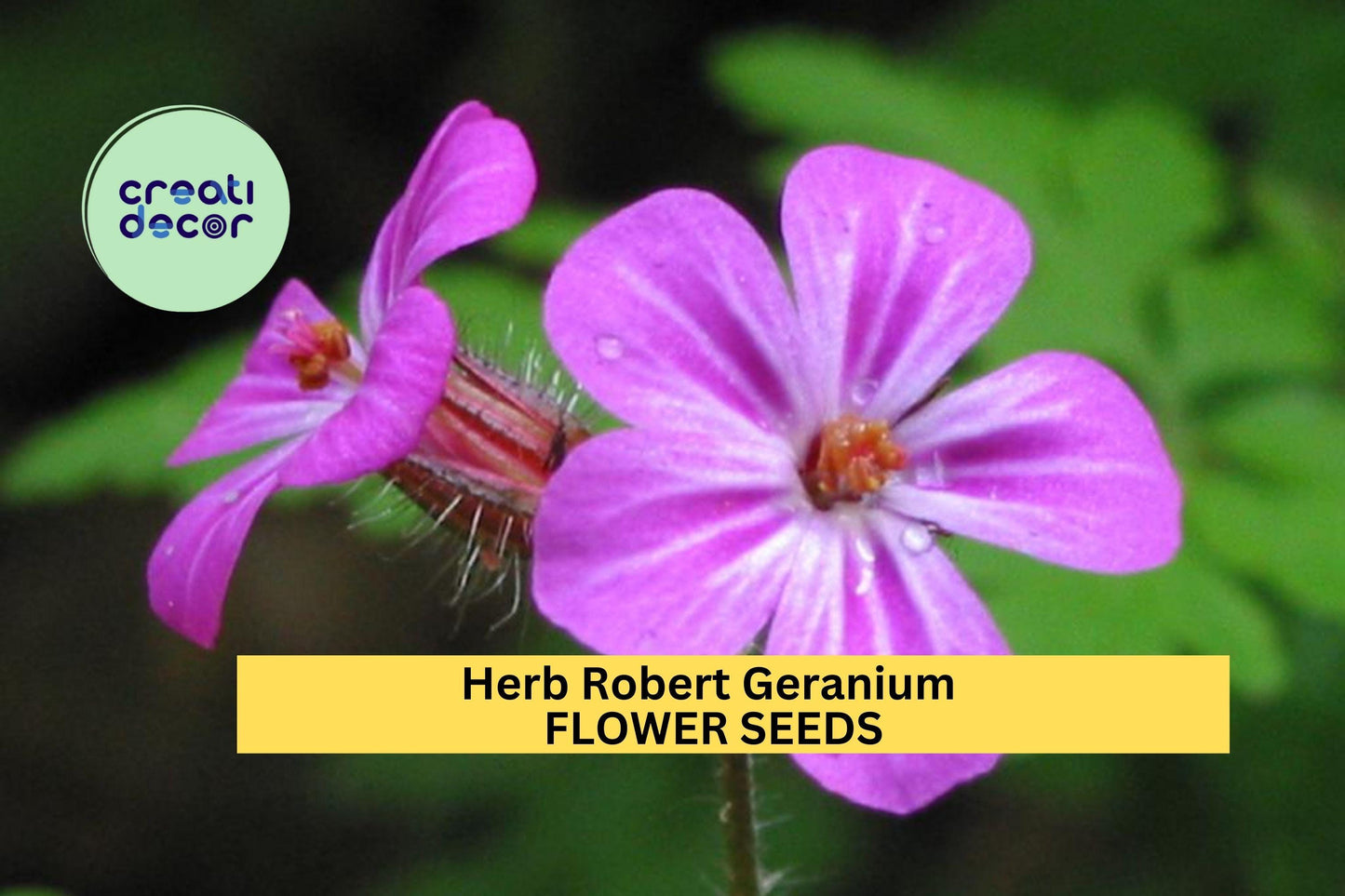 25+ Herb Robert Geranium Seeds – Delicate Pink Flowers & Lacy Foliage for Garden Planting, Shade-Tolerant Groundcover – USA