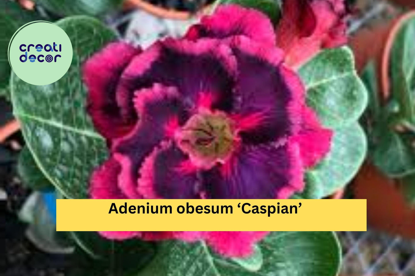 Desert Rose ‘Caspian’ – Adenium obesum – 4–6” Live Rooted Succulent Plant, Miniature Flowering Bonsai for Home or Garden